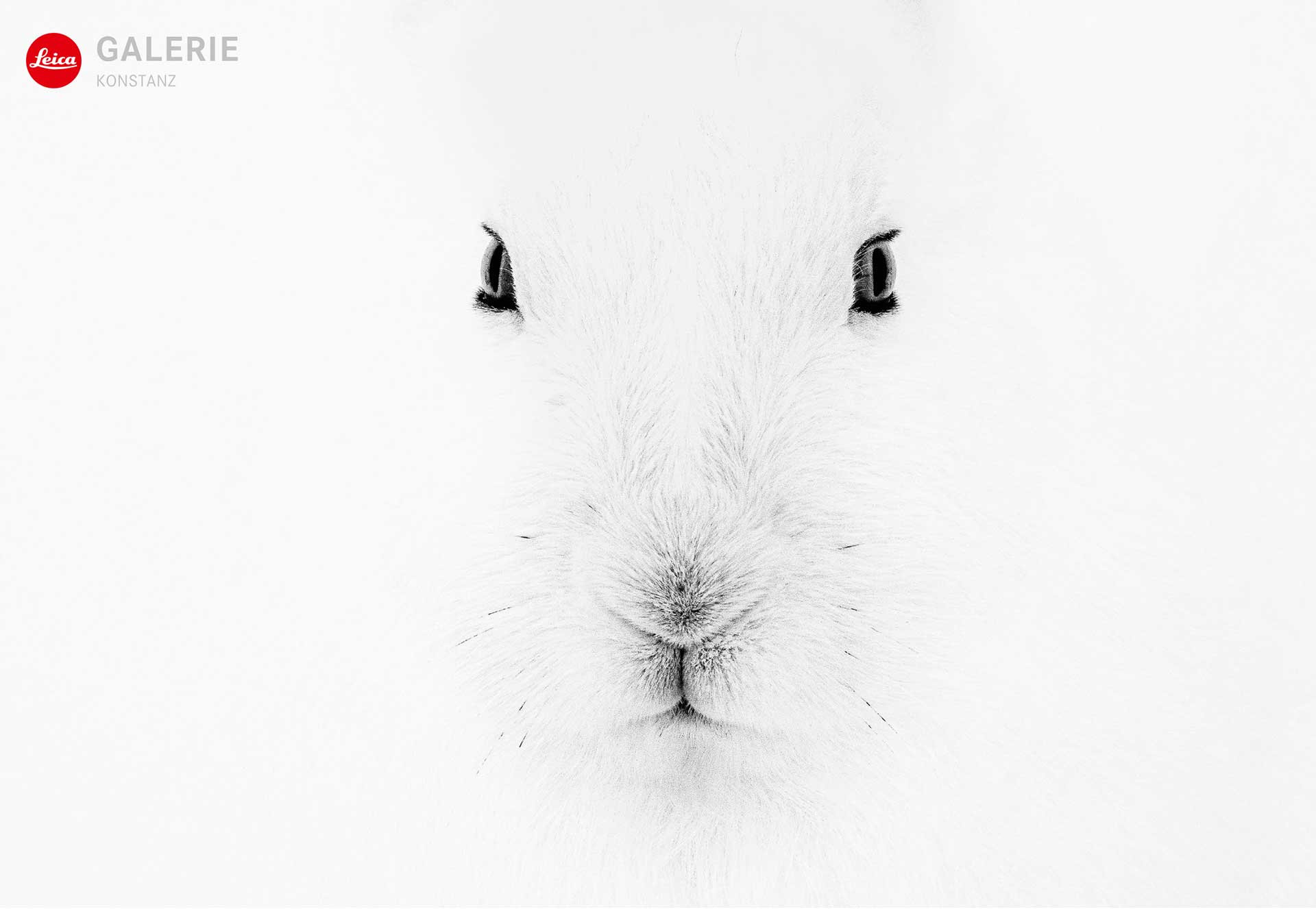 Kommende Marco Ronconi  »Chiaro Scuro«